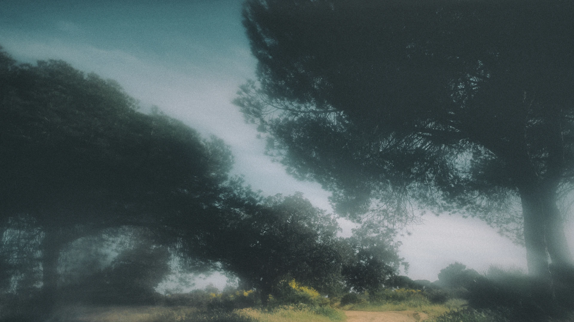 Abstract nature-inspired fine art photograph by Svetlana Babenco